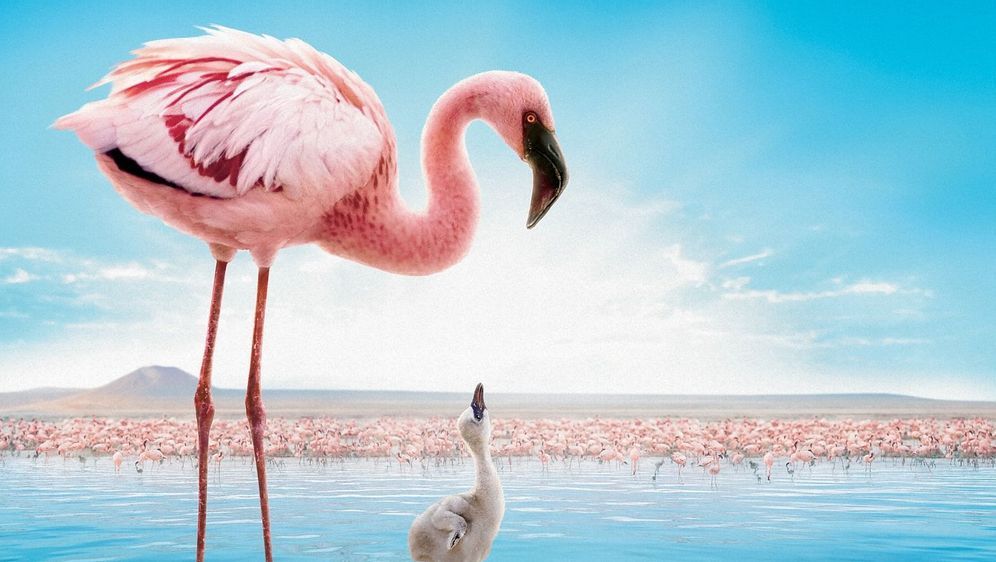 Das Geheimnis der Flamingos - Bildquelle: Foo